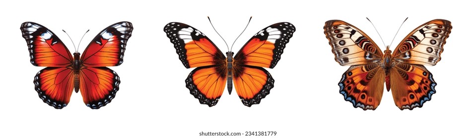 Colored butterfly vector set isolated on white 