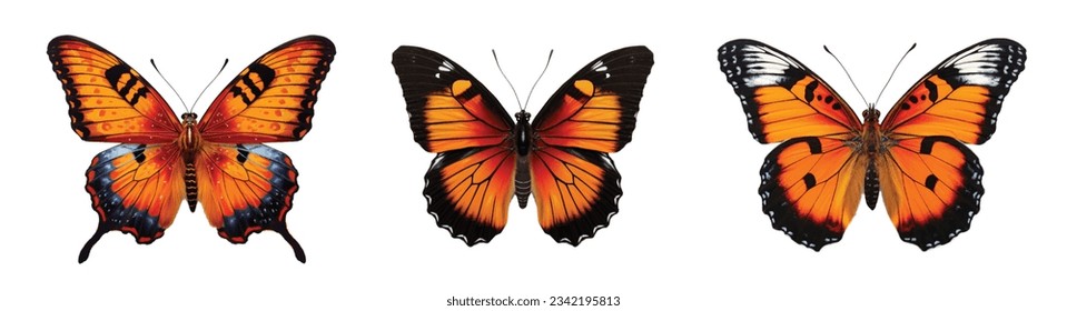 Colored butterfly vector set isolated on white 