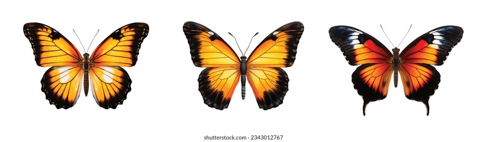 Colored butterfly vector set isolated on white 