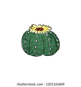 colored cactus, hand drawn vector illustration. outline sketch. Succulent collection.