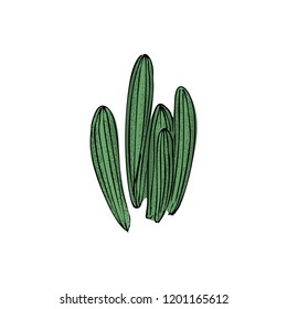 colored cactus, hand drawn vector illustration. outline sketch. Succulent collection.