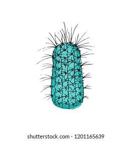 colored cactus, hand drawn vector illustration. outline sketch. Succulent collection.