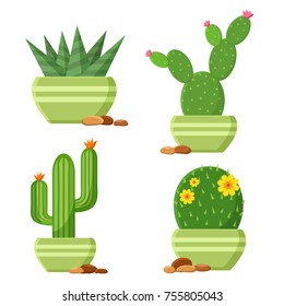 Colored cactus set in flowerpots with pebbles. Flowering cactus. Cartoon houseplants. Vector illustration