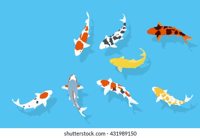 colored carp.Nishikigoi.
