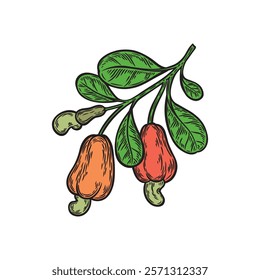 A colored cashew branch on a white background. Illustration in engraving style with nuts. Design for packaging, organic food, botanical illustration.