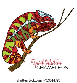 Colored chameleon. Vector illustration.