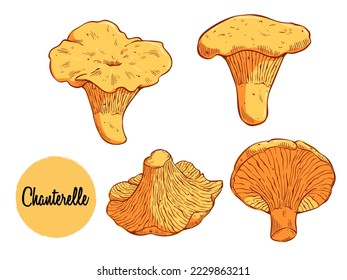 Colored chanterelle mushroom hand drawn vector illustration. Asian traditional cuisine, healthy organic food. Best for menu, label, product packaging, recipe