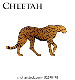 colored cheetah vector illustration