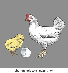 Colored chicken and hen, vector sketch hand-drawn illustration isolated on grey background. One hens, white hen. Bird family