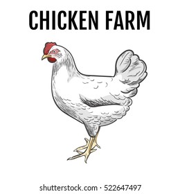 Colored chicken, vector sketch hand-drawn illustration isolated on white background. One hens, white hen. Chicken farm