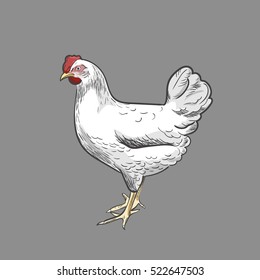 Colored chicken, vector sketch hand-drawn illustration isolated on grey background. One hens, white hen. 