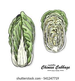 Colored Chinese Cabbage in sketch style. Vector illustration for your design