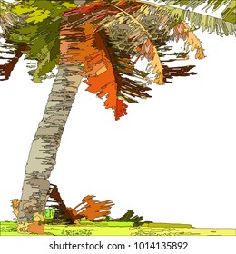 Colored coconut tree sketch on white background,EPS10