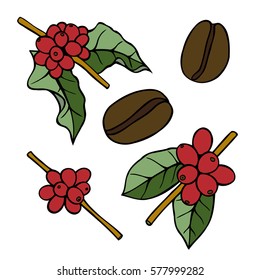 Colored Coffee branch sketch illustration. Plant with leaf. Natural caffeine drink. Vector vintage drawn engraving on white background
