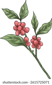 colored coffee plant botanical illustration