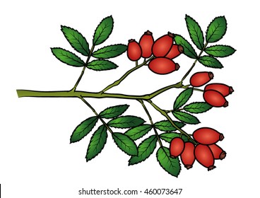 Colored coloring page - Rose hip