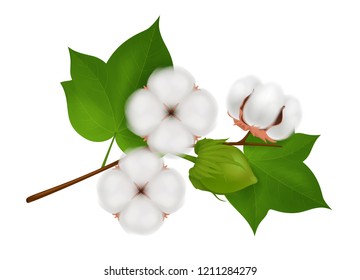 Colored cotton flower branch realistic composition with three beautiful flowers on white background vector illustration