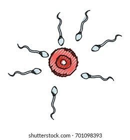 colored crayon silhouette of arrival of the spermatozoa to the ovule vector illustration