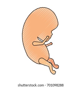 colored crayon silhouette of side view fetal growth vector illustration