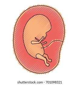colored crayon silhouette of side view fetus human growth in placenta vector illustration