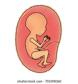 colored crayon silhouette of side view fetus human growth in placenta semestrer vector illustration