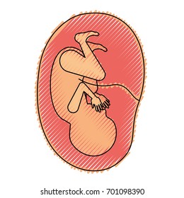 colored crayon silhouette of side view fetus human growth in placenta ninth month vector illustration