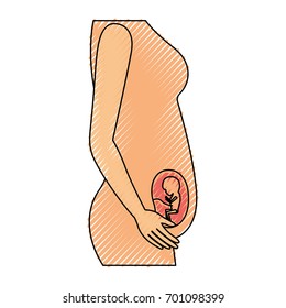 colored crayon silhouette of side view pregnancy process in female body fetus human growth trimestrer vector illustration