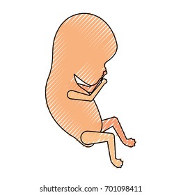 colored crayon silhouette of side view fetal growth a few weeks vector illustration