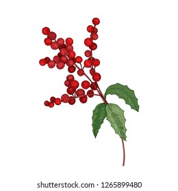 Colored detailed botanical drawing of holly branch with berries and leaves. Traditional natural Christmas decoration hand drawn with contour lines on white background. Colorful vector illustration.