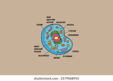 Colored diagram of animal cell anatomy with information inside