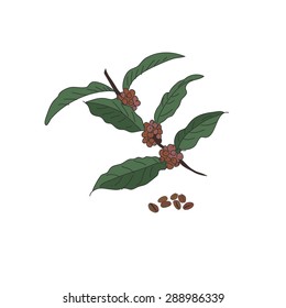 Colored doodle coffee beans. Doodle design hand drawn element.