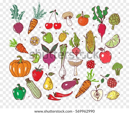 Colored doodle fruits and vegetables. Vector sketch illustration of healthy food.