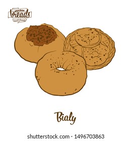 Colored drawing of Bialy bread. Vector illustration of Yeast bread food, usually known in Central Europe. Colored Bread sketches.