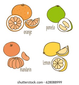 Colored drawing citrus fruits collection with healthy ripe orange pomelo tangerine and lemon isolated vector illustration