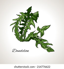 Colored drawing dandelion plant