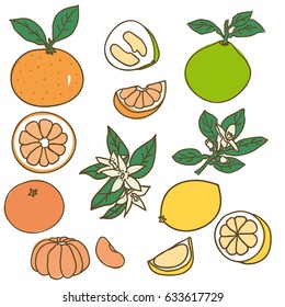 Colored drawing organic food collection with different kinds of citrus fruits on white background isolated vector illustration