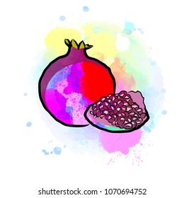 Colored drawing of pomegranate. Fresh design of colorful fruits made in watercolor style. Modern marketing illustration on white background.