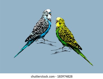 Colored drawing of two budgies. Vector illustration