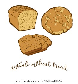 Colored drawing of Whole wheat bread bread. Vector illustration of Leavened food, usually known in Europe, USA. Colored Bread sketches.