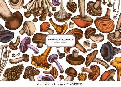 Colored elements design with oyster mushroom, champignon, honey agaric, shiitake, porcini, morel mushroom, chanterelle, aspen mushroom, enoki , shimeji, black chanterelle, red pine mushroom