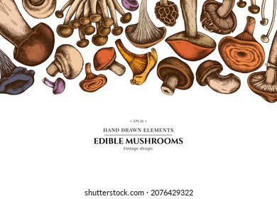 Colored elements design with oyster mushroom, champignon, honey agaric, shiitake, porcini, morel mushroom, chanterelle, aspen mushroom, enoki , shimeji, black chanterelle, red pine mushroom