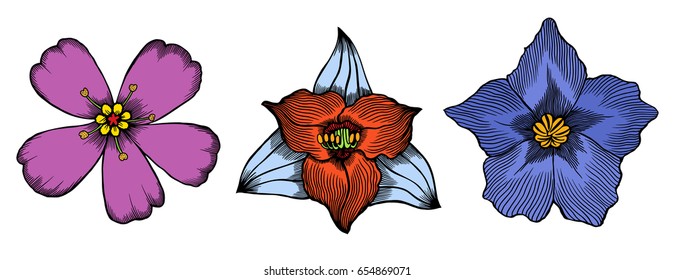 Colored Exotic flowers set. Botanical vector vintage illustration. Design elements.