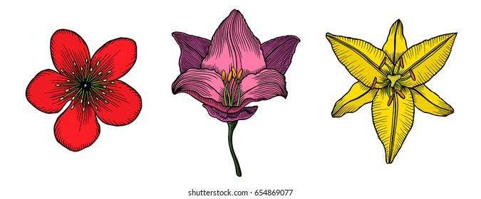 Colored Exotic flowers set. Botanical vector vintage illustration. Design elements.
