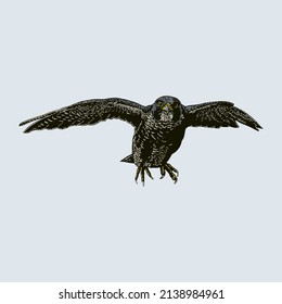 colored falcon illustration. object isolated on background. easy editable.