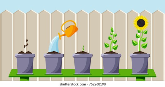 Colored flat background, vector design with shadow. Cartoon process of planting and growing the flower. Illustration for bloom, plant, nature, garden and eco gardening