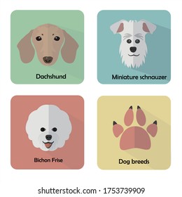 Colored flat icons Dog breeds: dacshund, miniature schnauzer, bichon frise, dog paw. Сan be used to design a site about dogs.