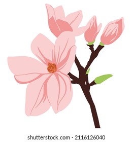 Colored flat vector illustration of magnolia . For cosmetic package design, medicinal herb, treating, half care, prints. Design element  for fabric, textile, clothing, wrapping paper, wallpaper