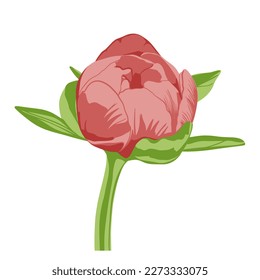 Colored flat vector illustration of  peony. For cosmetic package design, medicinal herb, treating, half care, prints. Design element  for fabric, textile, clothing, wrapping paper, wallpaper