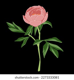 Colored flat vector illustration of  peony. For cosmetic package design, medicinal herb, treating, half care, prints. Design element  for fabric, textile, clothing, wrapping paper, wallpaper