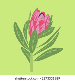 Colored flat vector illustration of  protea. For cosmetic package design, medicinal herb, treating, half care, prints. Design element  for fabric, textile, clothing, wrapping paper, wallpaper